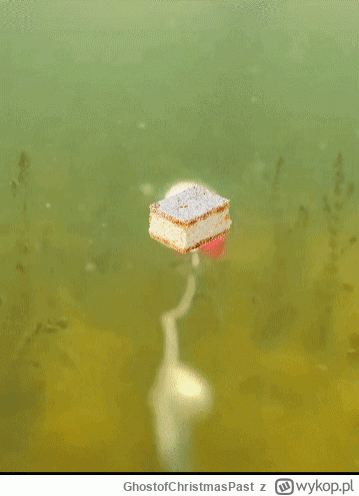 GhostofChristmasPast - #2137 #wedkarstwo #cenzopapa