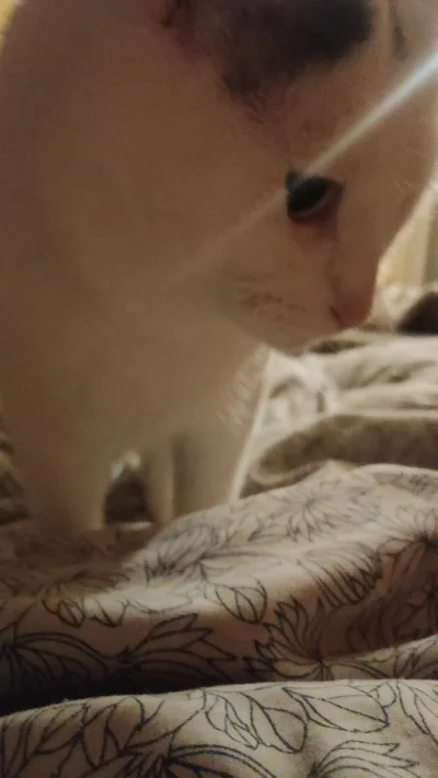 ntdsc - A dzidzia przyszła po glasku