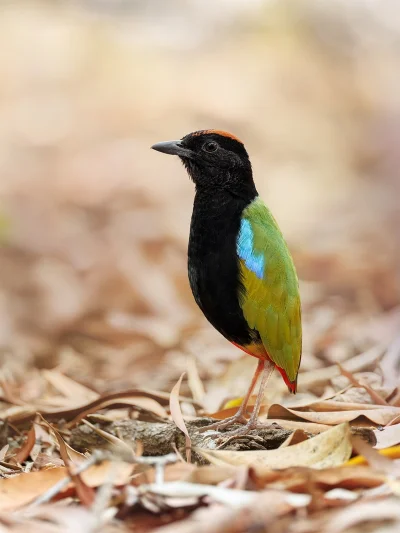 Lifelike - Kurtaczek tęczowy (Pitta iris)
Autor
#photoexplorer #fotografia #ornitolog...