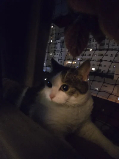 Solsith - @Pietruchoowy: drugi raz złapała jakieś bydlę zielone w nocy(robal miał z 5...