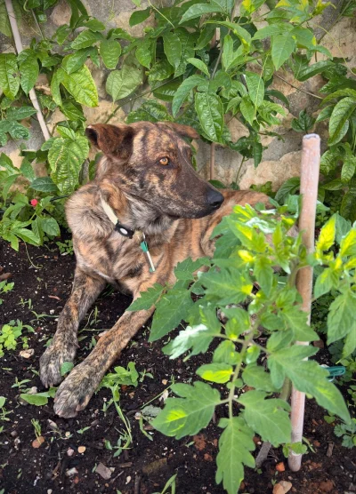 asdfghjkl - Strażniczka pomidorowego królestwa ( ͡° ͜ʖ ͡°) #manolina #smiesznypiesek ...