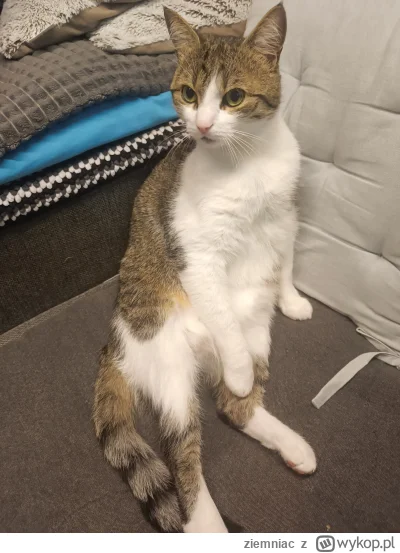 ziemniac - Oto wykwintny smakosz saszetek, król nad królami
Eeeeeehh....
#koty #pokaz...