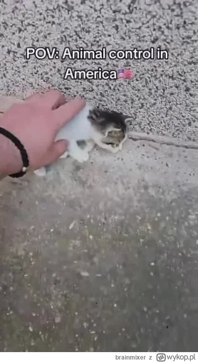 brainmixer - 𝑮𝒐𝒅 𝒅𝒂𝒎𝒏, 𝑰 𝒍𝒐𝒗𝒆 𝒃𝒆𝒊𝒏𝒈 𝒘𝒉𝒊𝒕𝒆
#heheszki #koty #usa ...