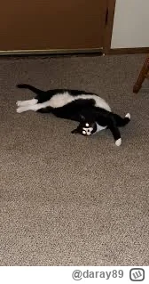 daray89 - #codziennykotopetany #dziwnekotki