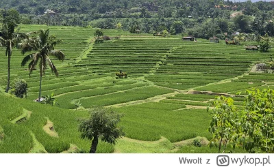 Wwolt - #podroze #bali Najlepsza dla mnie miejscówka na Bali czyli Jatiluwih Tarasy R...
