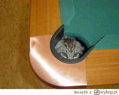 daray89 - #codziennykotopetany #dziwnekotki