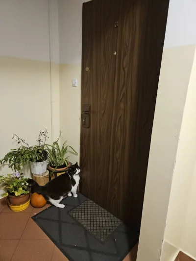 RicoElectrico - #koteczkizprzypadku
Był na klatce kotek, jak go spytaliśmy "gdzie mas...