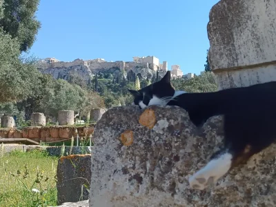 samarin - #koty #koteczkizprzypadku 

Taki słodziak (｡◕‿‿◕｡) 
a w tle 2500 lat grecki...