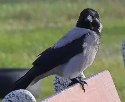 s.....n - cute wrona <3333
#ptasiewybryki