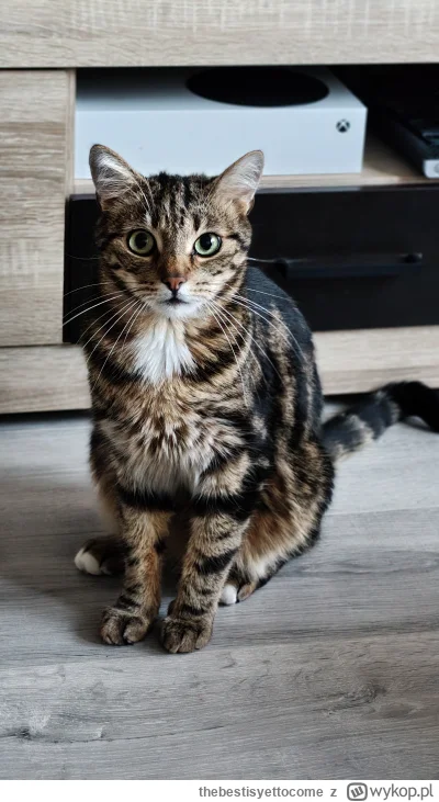 thebestisyettocome - Ile plusów dostanie Macieja bez zbędnych tagów ?

#pokazkota