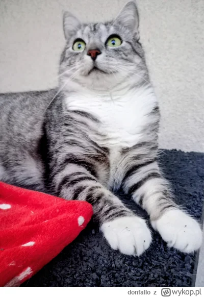 donfallo - #pokazkota