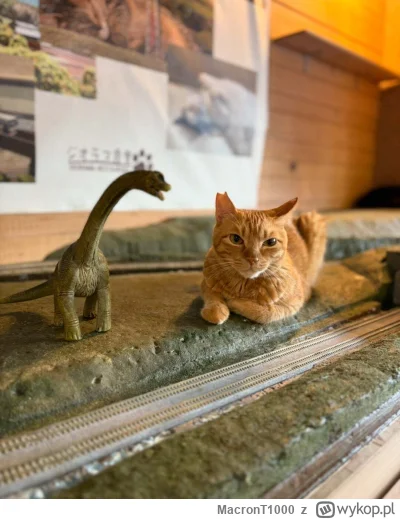 MacronT1000 - #bezczelnekotkiwchodzacenamakietykolejowe #koty #kitku

Kiedy słuchasz ...