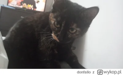 donfallo - @BlancheBarton: proszę oddać moja kotke
