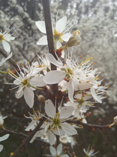 Chodtok - A to kwiatek 
SPOILER

#gownowpis #oswiadczeniezdupy #takaprawda #bloglajfs...