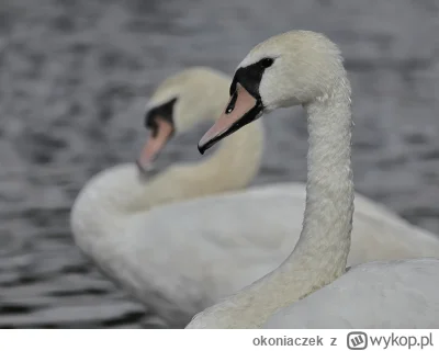 okoniaczek - Dzień dobry mircy ʕ•ᴥ•ʔ
Wzięło mnie tym razem na dodanie zabiegów stylis...