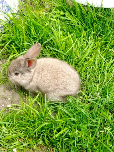 Camuflash - Zrobiłem jeszcze jedno zdjęcie innemu zajączku memu