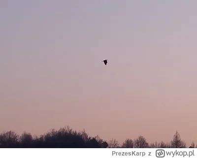 PrezesKarp - @PrezesKarp