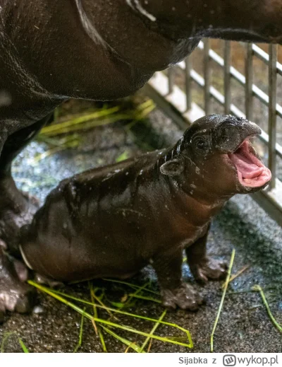 Sijabka - W zoo w Łodzi urodził się niedawno hipopotam karłowaty. Popatrzcie jaka mał...