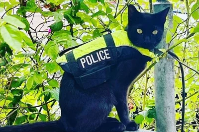 kiedystubylamaleucieklam - @yawoor724 Niestety funkcjonariusz nie wzbudza zaufania