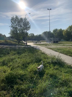 NieLubieWudki - #przegryw yh wstałem i spaceruje z pimpkiem 
na dworze niby 13 stopni...