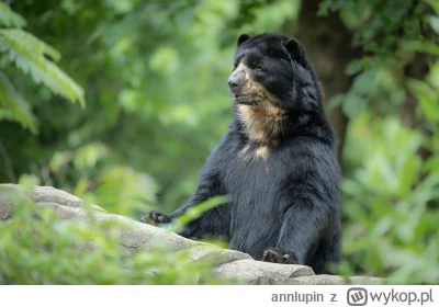 annlupin - @wfyokyga: