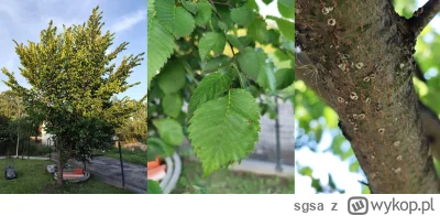 sgsa - Mam na działce drzewo, wydaje mi się że to albo jakiś rodzaj "leszczyny" albo ...