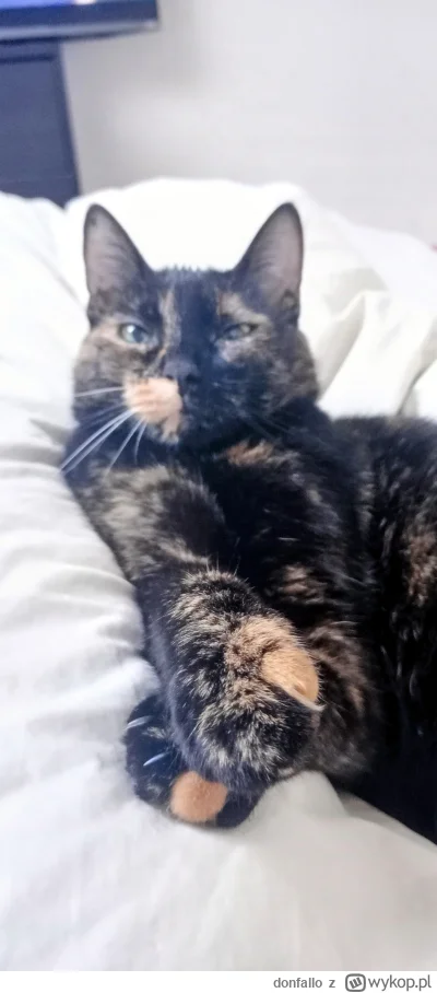 donfallo - Chyba pora wreszcie spiulkac