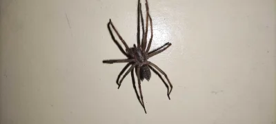 wonsz337 - Znalazłem na klatce schodowej sporego pajomka. #pajaki