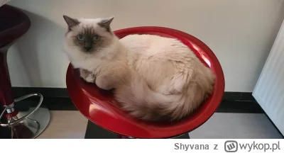 Shyvana - No hej (｡◕‿‿◕｡)

#kot #koty #pokazkota #wykopragdollclub #zwierzaczki