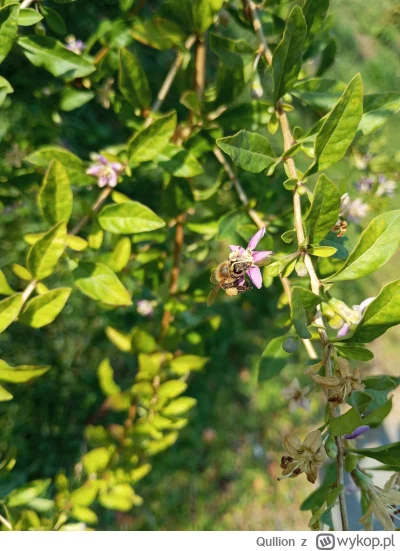 Qullion - Na działeczce pszczółki pracują by jagoda goji owocowała.  #ogrodnictwo #ps...