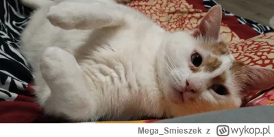 Mega_Smieszek - Kotka typu prześlicznego ᶘᵒᴥᵒᶅ (｡◕‿‿◕｡)

#koty #pokazkota