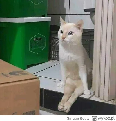 SmutnyKot - #dziwnekotki