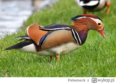 Pshemeck - Zna ktoś nazwę polską tego ptaszka? Kornwalia :)
#ptaki #ornitologia #angl...