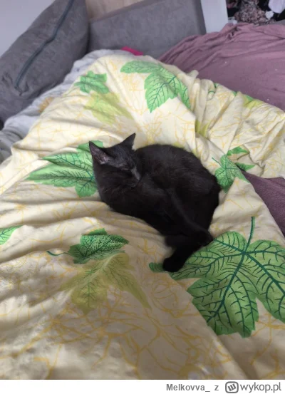 Melkovva_ - Niedzielny #kitku typu skitrany i złożony