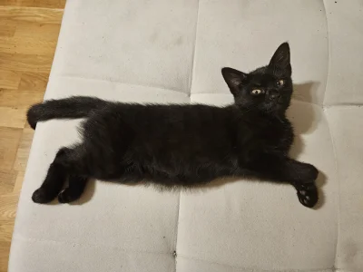 RicoElectrico - Kropka, gdy miała nieco mniej niż 4 miesiące
#pokazkota