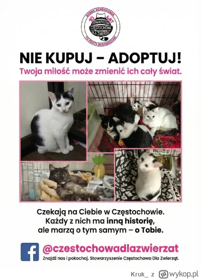 Kruk_ - #koty #czestochowa #slask #pomagajzwykopem #zwierzaczki #adopcja #kitku #niek...