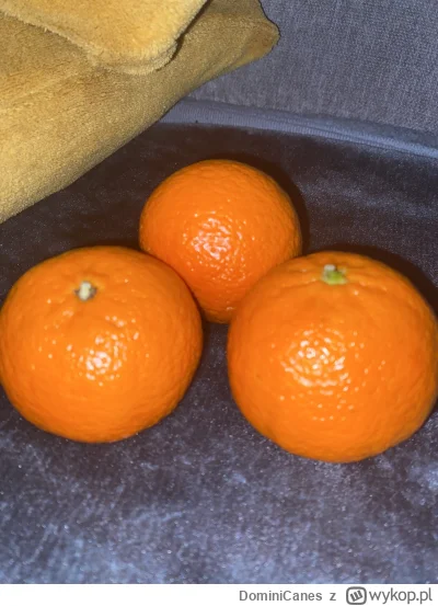 DominiCanes - A słowo 3 mandarynkami się stao 
@simpiara