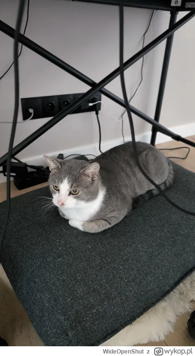 WideOpenShut - Bry ʕ•ᴥ•ʔ

#pokazkota #koty #kitku