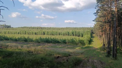 cultofluna - >głównie po zarośniętych, śródleśnych wydmach

@cultofluna: