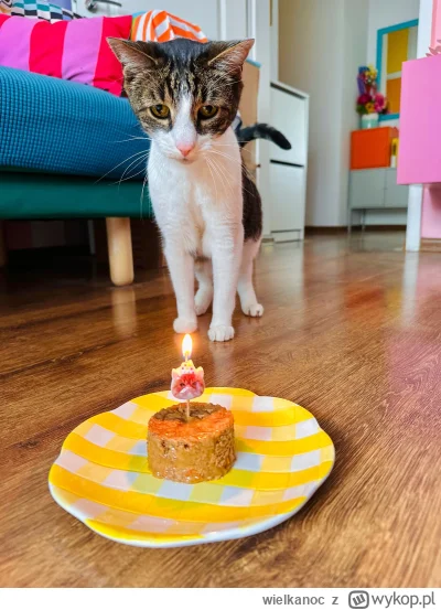 wielkanoc - Czy można #kitku Mietku plusa na 14 urodziny?!? ᶘᵒᴥᵒᶅ   #pokazkota