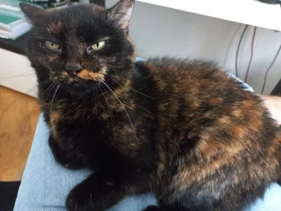 frugASS - #pokazkota