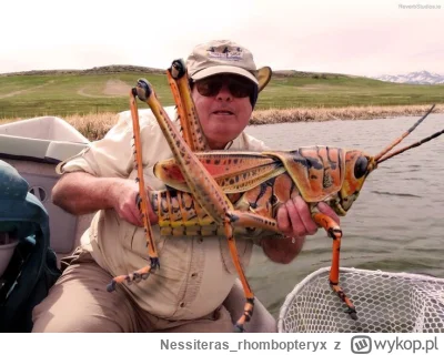 Nessiteras_rhombopteryx - #gabinetosobliwosci