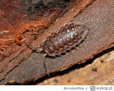 Alcedoatthis - @niedorzecznybubr: To też jest skorupiak.( ͡° ͜ʖ ͡°)