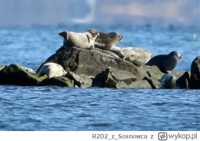 R2D2zSosnowca - @R2D2zSosnowca więcej śmiesznych piesków