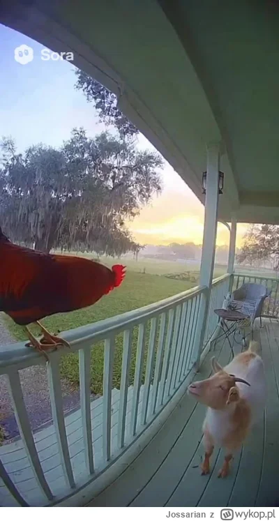 Jossarian - Kogut i koza ...