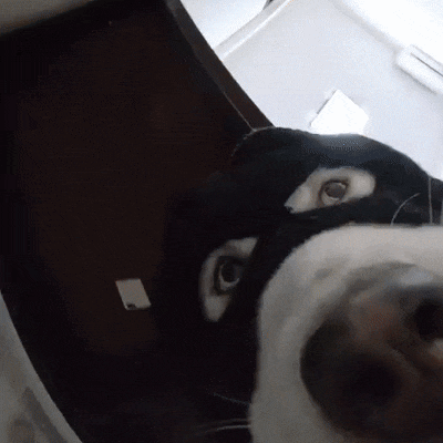 kicek3d - To jest napad, wyskakiwać z plusów ᕦ(òóˇ)ᕤ
#psy #smiesznypiesek #heheszki ...