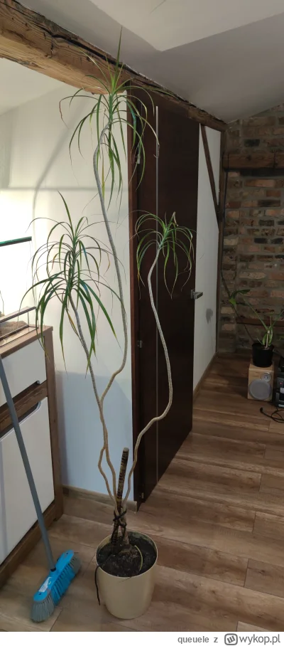 queuele - Jak się nazywa ta roślina?
#roslinydoniczkowe
#rosliny