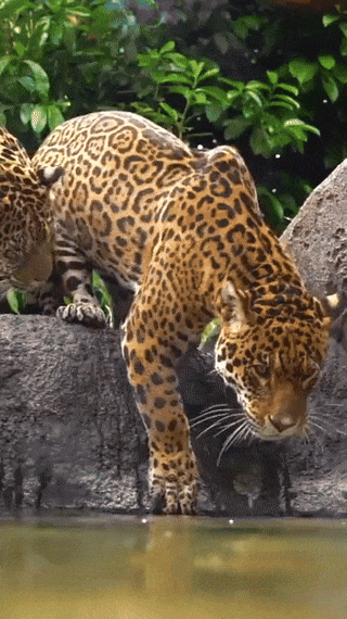 wfyokyga - Kiciu już po kąpieli i nikt się z nim nie kąpał?