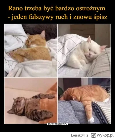 Leisik34 - #dziendobry #heheszki #humorobrazkowy #koty           kto ma dziś wolne i ...