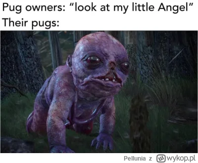 Pellunia - #slubodpierwszegowejrzenia